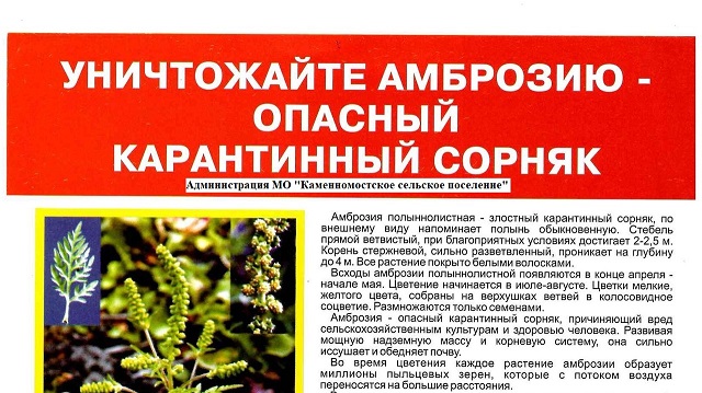 5b0fb0b548afa9.73239684 ambroziya polyinnolistnaya chrezvyichayno opasnyiy karantinnyiy sornyak