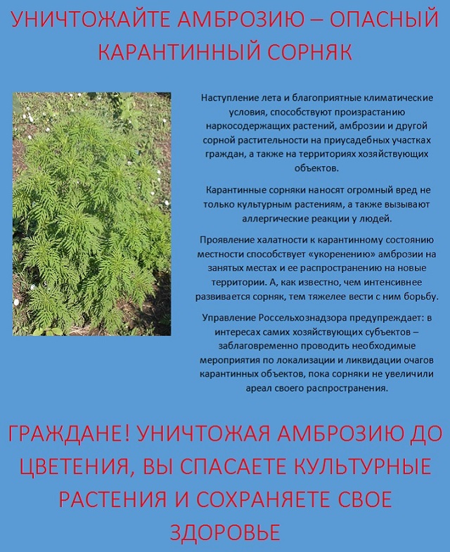ambroziya 2022 05 05
